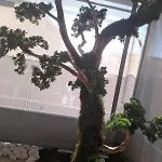 Edem
